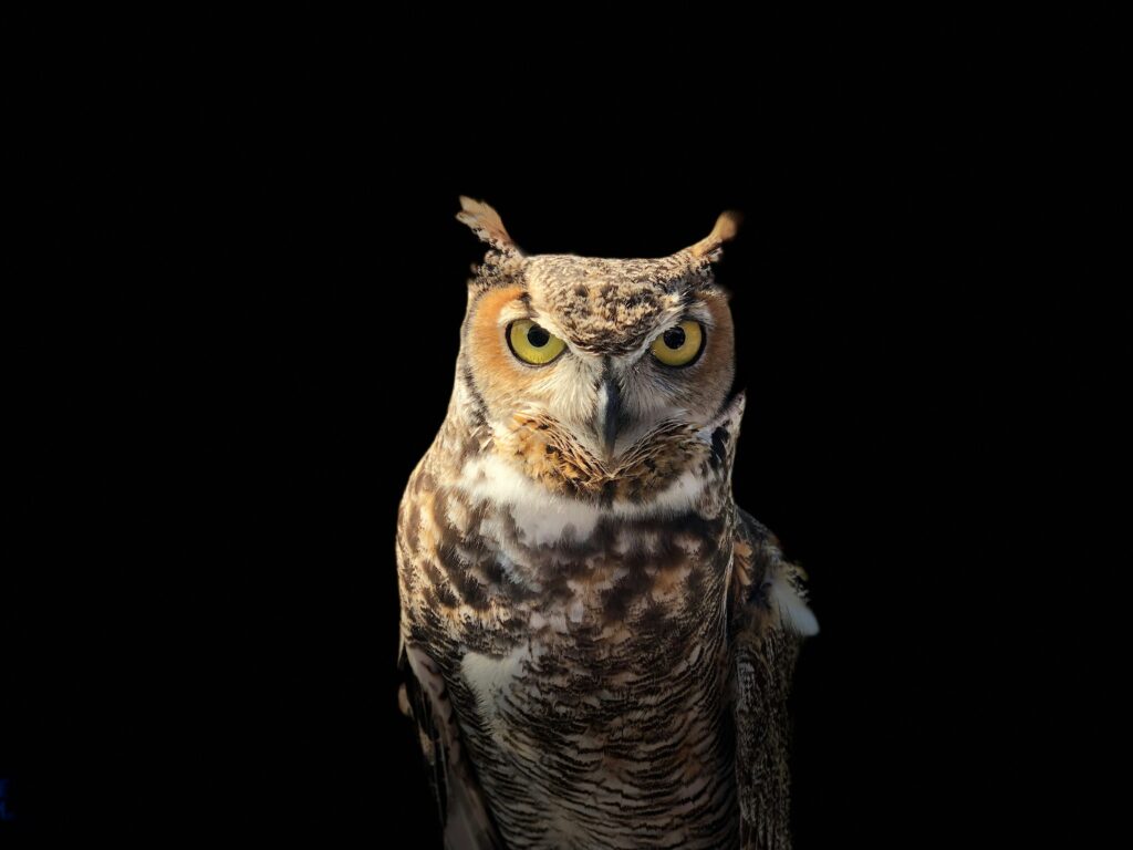 A green-eyed brown owl stares directly at the camera.