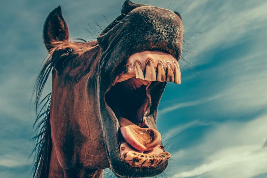 A horse with its mouth open - looks like it's yelling. Very weird.