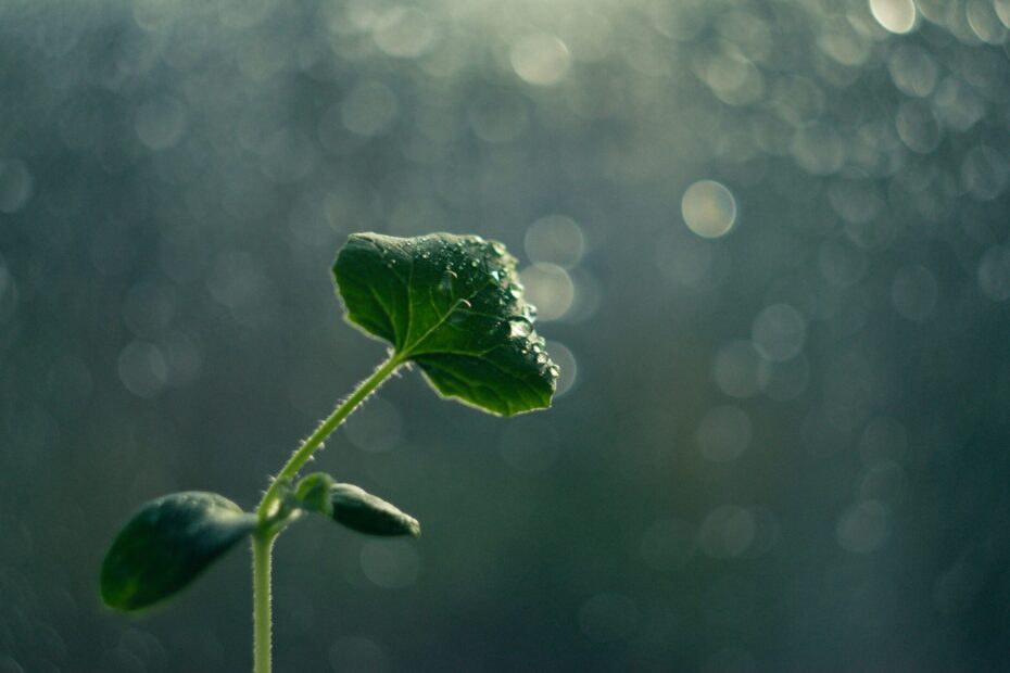 A tiny green plant, viewed from below, reaches towards the dappled sunlight.