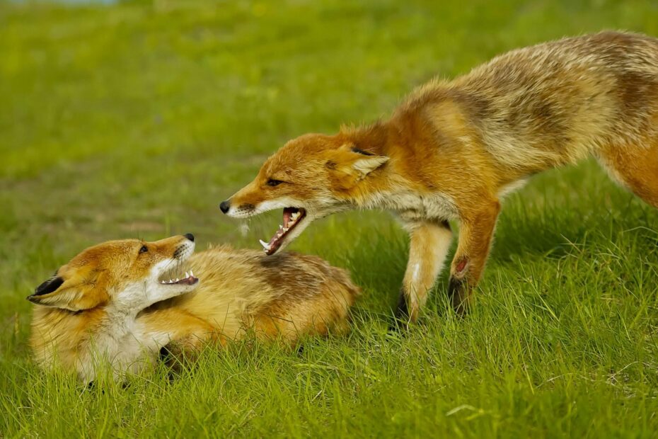 Two foxes face each other, their mouths open. They look like they're having an argument. Probably because he didn't put his plate in the dishwasher.